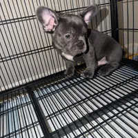 Luka, a male French Bulldog for sale in Columbus, GA – Photo 8 of 10