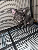 Blue , a male French Bulldog for sale in Columbus, GA – Photo 8 of 10