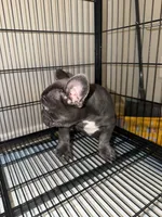Blue , a male French Bulldog for sale in Columbus, GA – Photo 3 of 10
