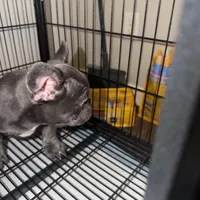 Luka, a male French Bulldog for sale in Columbus, GA – Photo 4 of 10