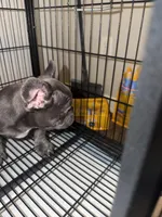 Blue , a male French Bulldog for sale in Columbus, GA – Photo 1 of 10