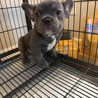 Luka, a male French Bulldog for sale in Columbus, GA – Photo 10 of 10