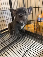 Blue , a male French Bulldog for sale in Columbus, GA – Photo 10 of 10