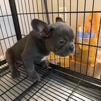 Luka, a male French Bulldog for sale in Columbus, GA – Photo 9 of 10