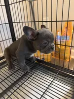 Blue , a male French Bulldog for sale in Columbus, GA – Photo 9 of 10