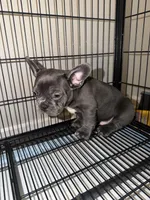 Blue , a male French Bulldog for sale in Columbus, GA – Photo 7 of 10