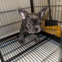 Luka, a male French Bulldog for sale in Columbus, GA – Photo 1 of 10