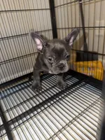 Blue , a male French Bulldog for sale in Columbus, GA – Photo 2 of 10