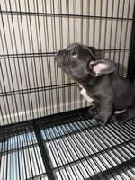 Blue , a male French Bulldog for sale in Columbus, GA – Photo 5 of 10