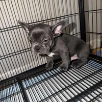 Luka, a male French Bulldog for sale in Columbus, GA – Photo 6 of 10