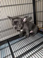 Blue , a male French Bulldog for sale in Columbus, GA – Photo 6 of 10