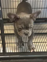 Blue , a male French Bulldog for sale in Columbus, GA – Photo 6 of 10