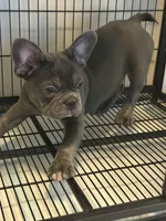 Blue , a male French Bulldog for sale in Columbus, GA – Photo 7 of 10
