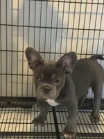 Blue , a male French Bulldog for sale in Columbus, GA – Photo 8 of 10