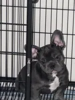 Blue , a male French Bulldog for sale in Columbus, GA – Photo 2 of 10