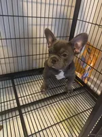 Blue , a male French Bulldog for sale in Columbus, GA – Photo 1 of 10