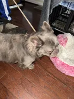 Blue , a male French Bulldog for sale in Columbus, GA – Photo 9 of 10