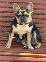 Blue , a male French Bulldog for sale in Columbus, GA – Photo 10 of 10