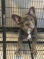 Blue , a male French Bulldog for sale in Columbus, GA – Photo 5 of 10