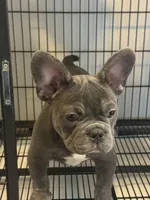 Blue , a male French Bulldog for sale in Columbus, GA – Photo 4 of 10