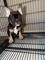 Beyoncé , a female French Bulldog for sale in Columbus, GA – Photo 8 of 8
