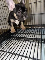 Beyoncé , a female French Bulldog for sale in Columbus, GA – Photo 2 of 8