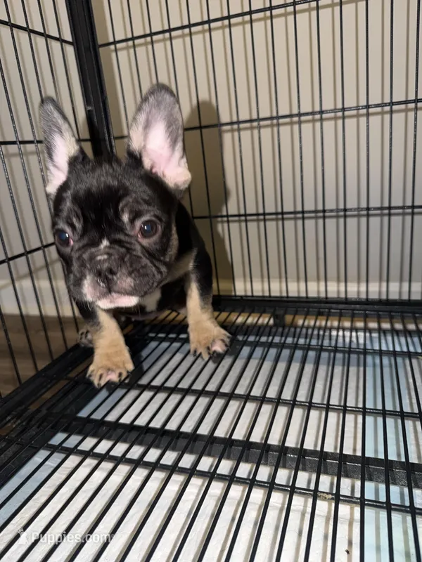 Beyoncé , a female French Bulldog for sale in Columbus, GA – Photo 1 of 8