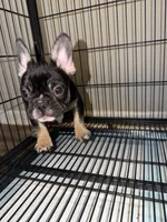 Beyoncé , a female French Bulldog for sale in Columbus, GA – Photo 1 of 8