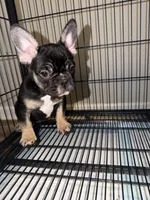 Beyoncé , a female French Bulldog for sale in Columbus, GA – Photo 5 of 8
