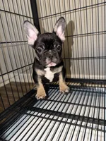 Beyoncé , a female French Bulldog for sale in Columbus, GA – Photo 6 of 8