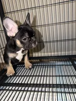 Beyoncé , a female French Bulldog for sale in Columbus, GA – Photo 7 of 8