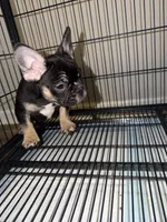 Beyoncé , a female French Bulldog for sale in Columbus, GA – Photo 4 of 8