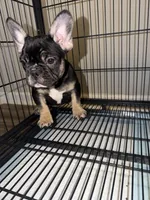 Beyoncé , a female French Bulldog for sale in Columbus, GA – Photo 3 of 8