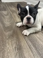 Eminem , a male French Bulldog for sale in Columbus, GA – Photo 4 of 10