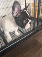 Eminem , a male French Bulldog for sale in Columbus, GA – Photo 10 of 10