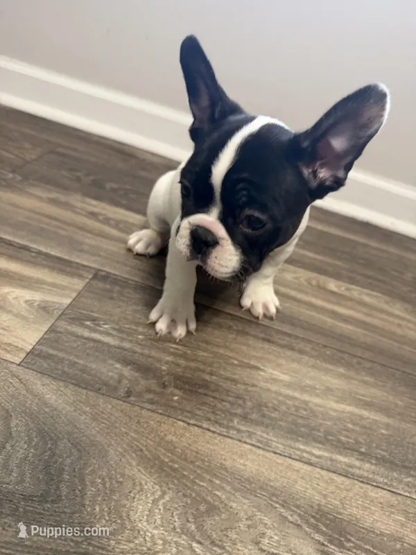 Eminem , a male French Bulldog for sale in Columbus, GA – Photo 1 of 10