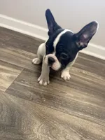 Eminem , a male French Bulldog for sale in Columbus, GA – Photo 1 of 10