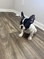 Eminem , a male French Bulldog for sale in Columbus, GA – Photo 3 of 10