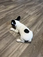 Eminem , a male French Bulldog for sale in Columbus, GA – Photo 6 of 10