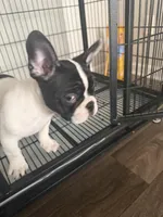 Eminem , a male French Bulldog for sale in Columbus, GA – Photo 8 of 10