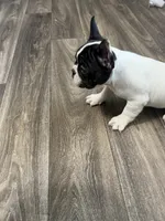 Eminem , a male French Bulldog for sale in Columbus, GA – Photo 5 of 10