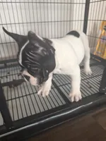 Eminem , a male French Bulldog for sale in Columbus, GA – Photo 9 of 10