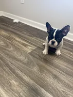 Eminem , a male French Bulldog for sale in Columbus, GA – Photo 2 of 10