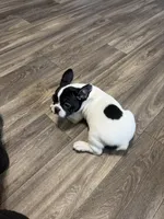 Eminem , a male French Bulldog for sale in Columbus, GA – Photo 7 of 10