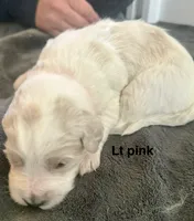 Light pink collar, a female Goldendoodle for sale in Dallas, OR – 1 of 1