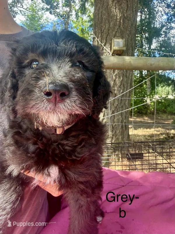 Grey boy – Sheepadoodle puppy for sale in Dallas, OR