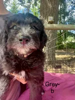 Grey boy, a male Sheepadoodle for sale in Dallas, OR – 1 of 1