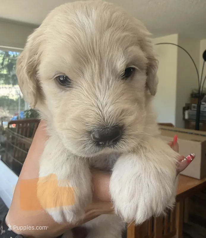 Tan collar – Goldendoodle puppy for sale in Dallas, OR