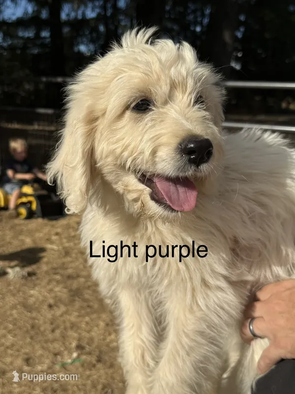 Light purple – Goldendoodle puppy for sale in Dallas, OR