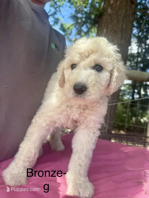 Bronze  – Sheepadoodle puppy for sale in Dallas, OR